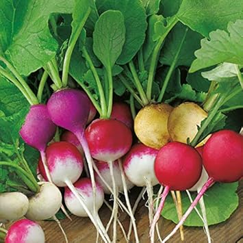 Mixed Colour Radish Raphanus sativus for planting in home garden